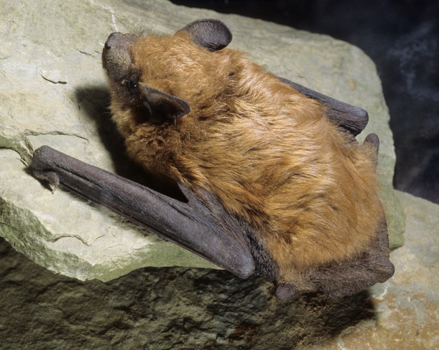 Texas bat, Clarendon bat removal