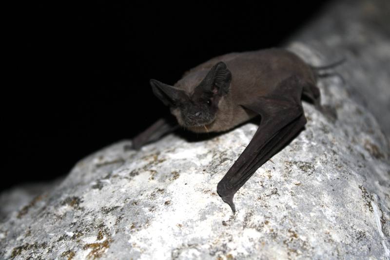 Bat Removal