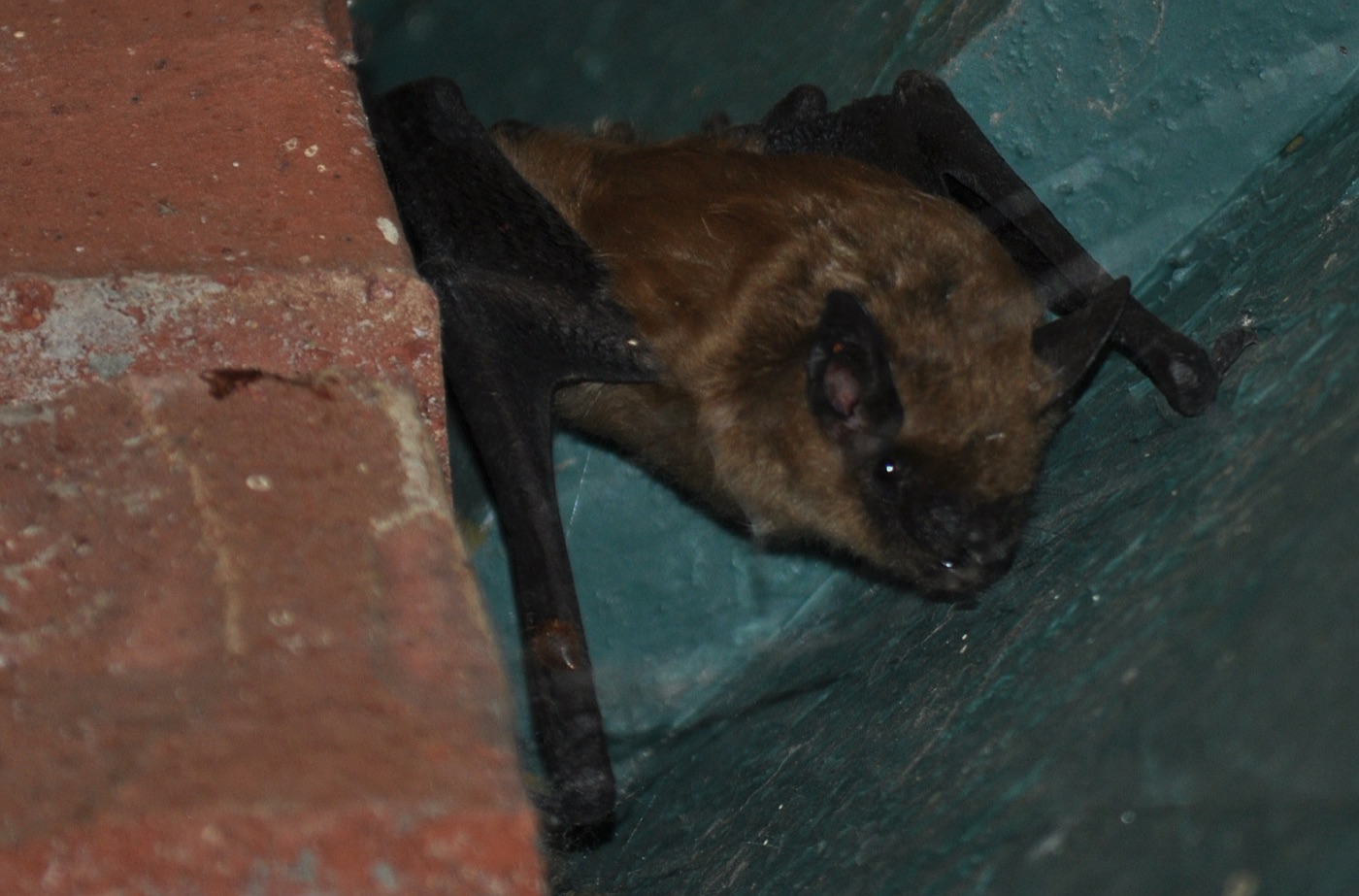 Texas bat, Giddings bat removal