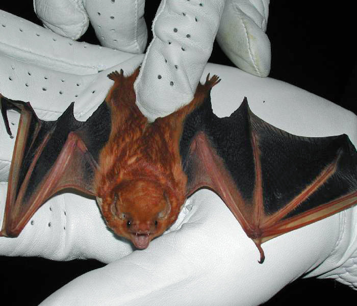 Texas bat, Catarina bat removal