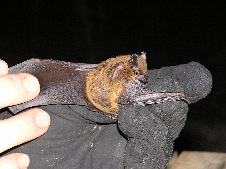 Texas bat, Canadian bat removal