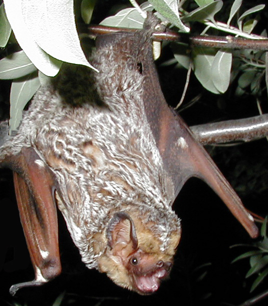Texas bat, Fort Davis bat removal