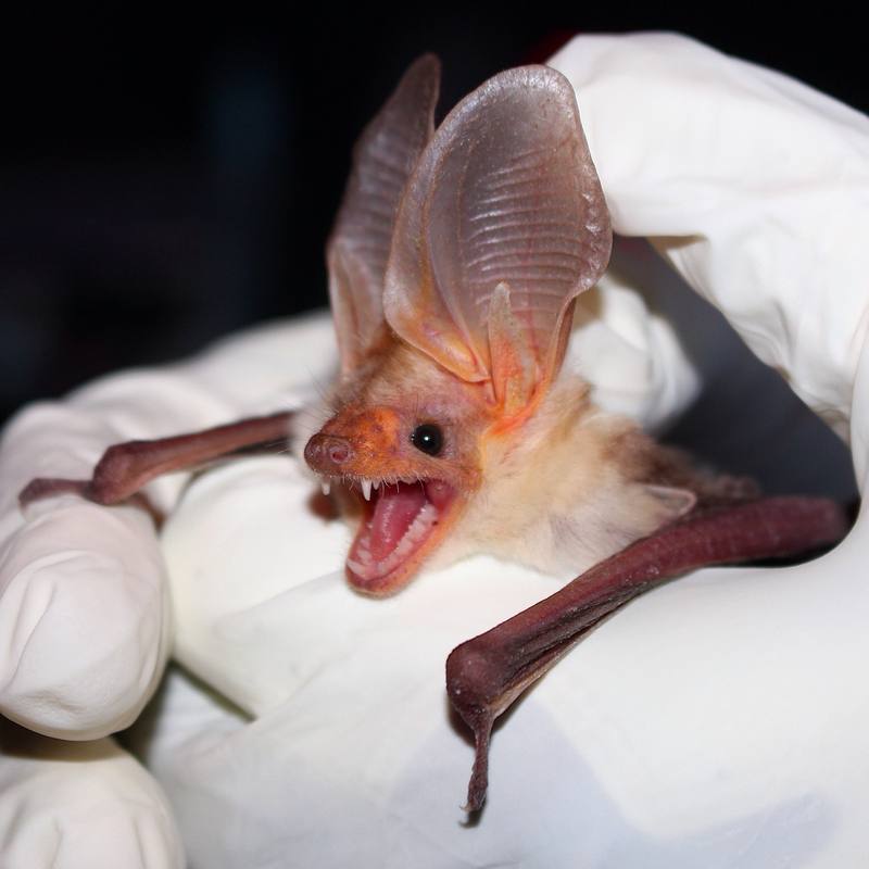 Texas bat, Bovina bat removal