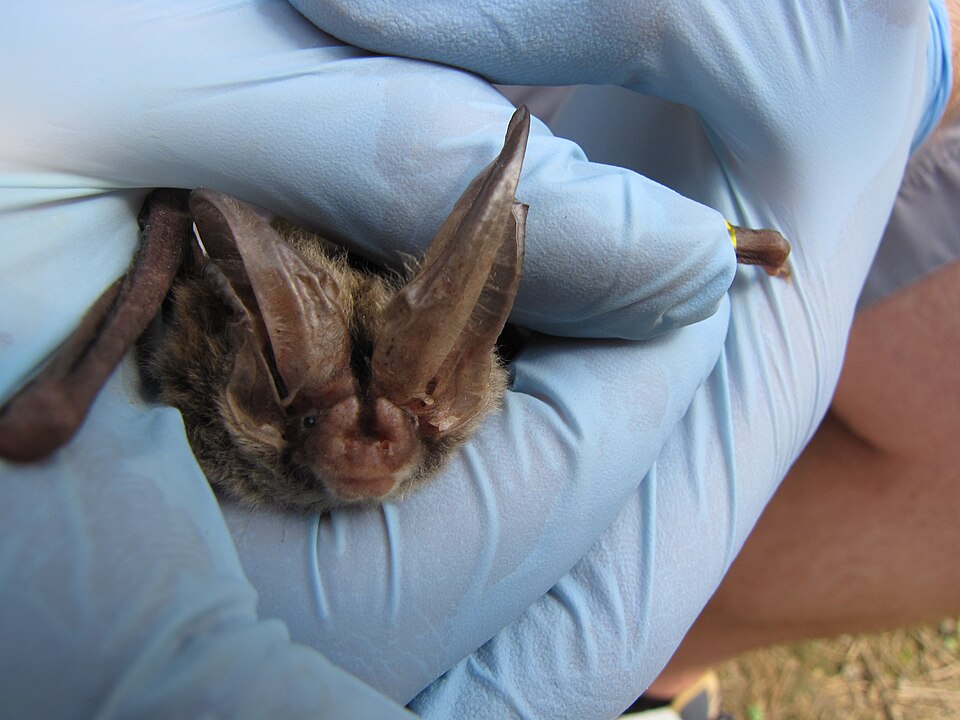 Texas bat, Bridge City bat removal