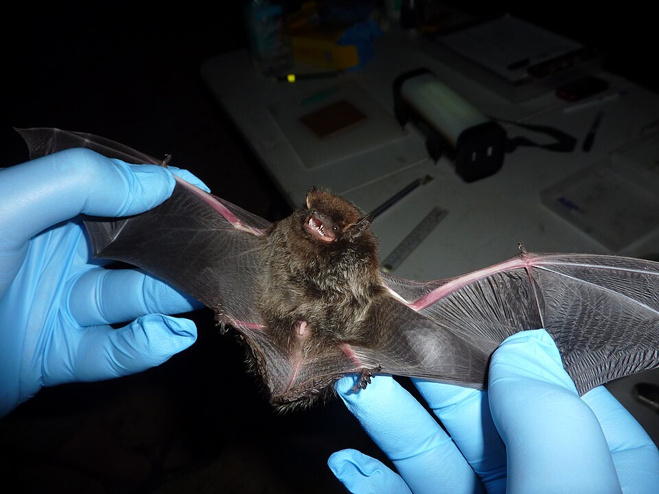 Texas bat, Clarksville bat removal