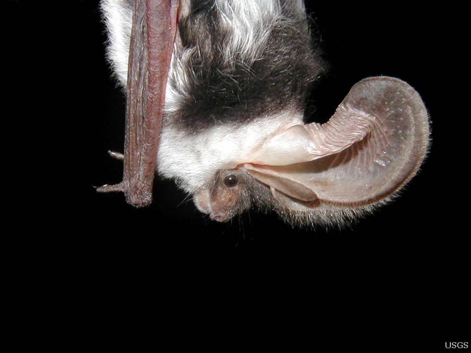 Texas bat, Groom bat removal