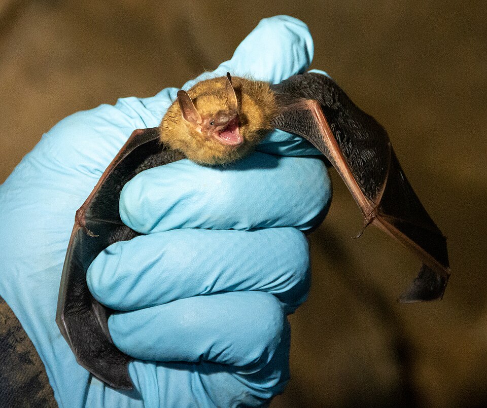 Texas bat, Frankston bat removal