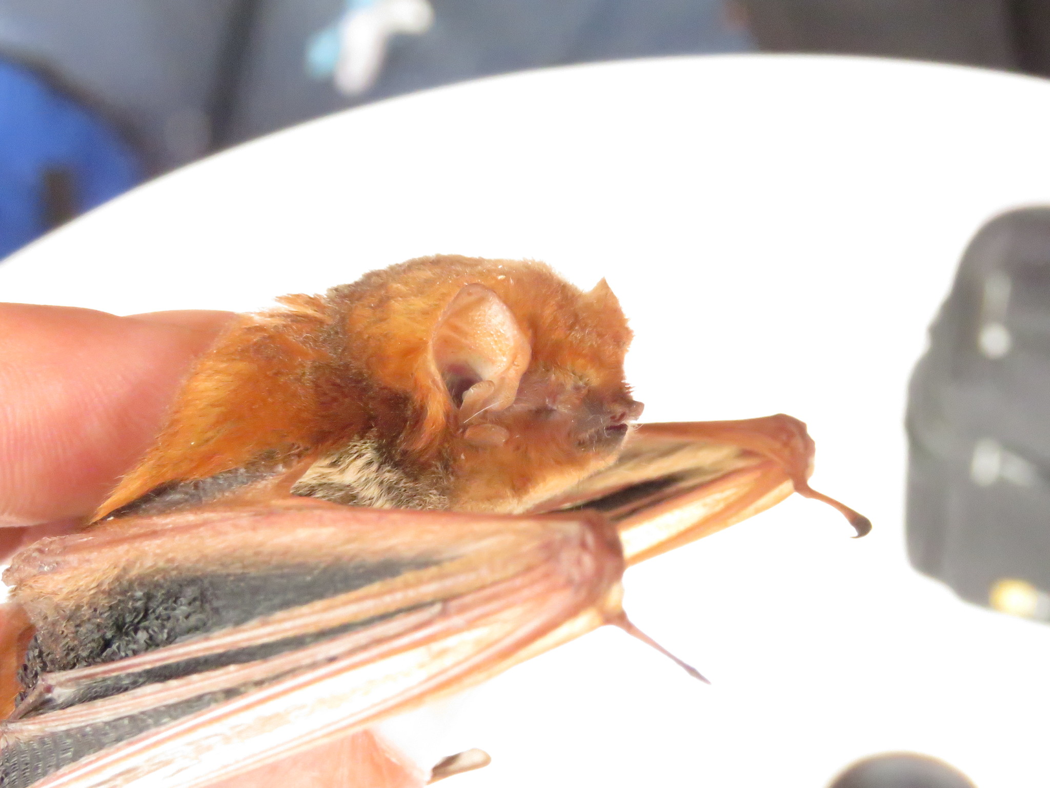 Texas bat, Bellmead bat removal