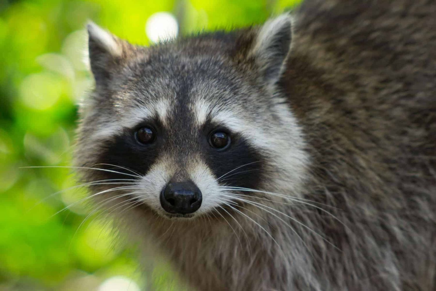 Raccoon Removal