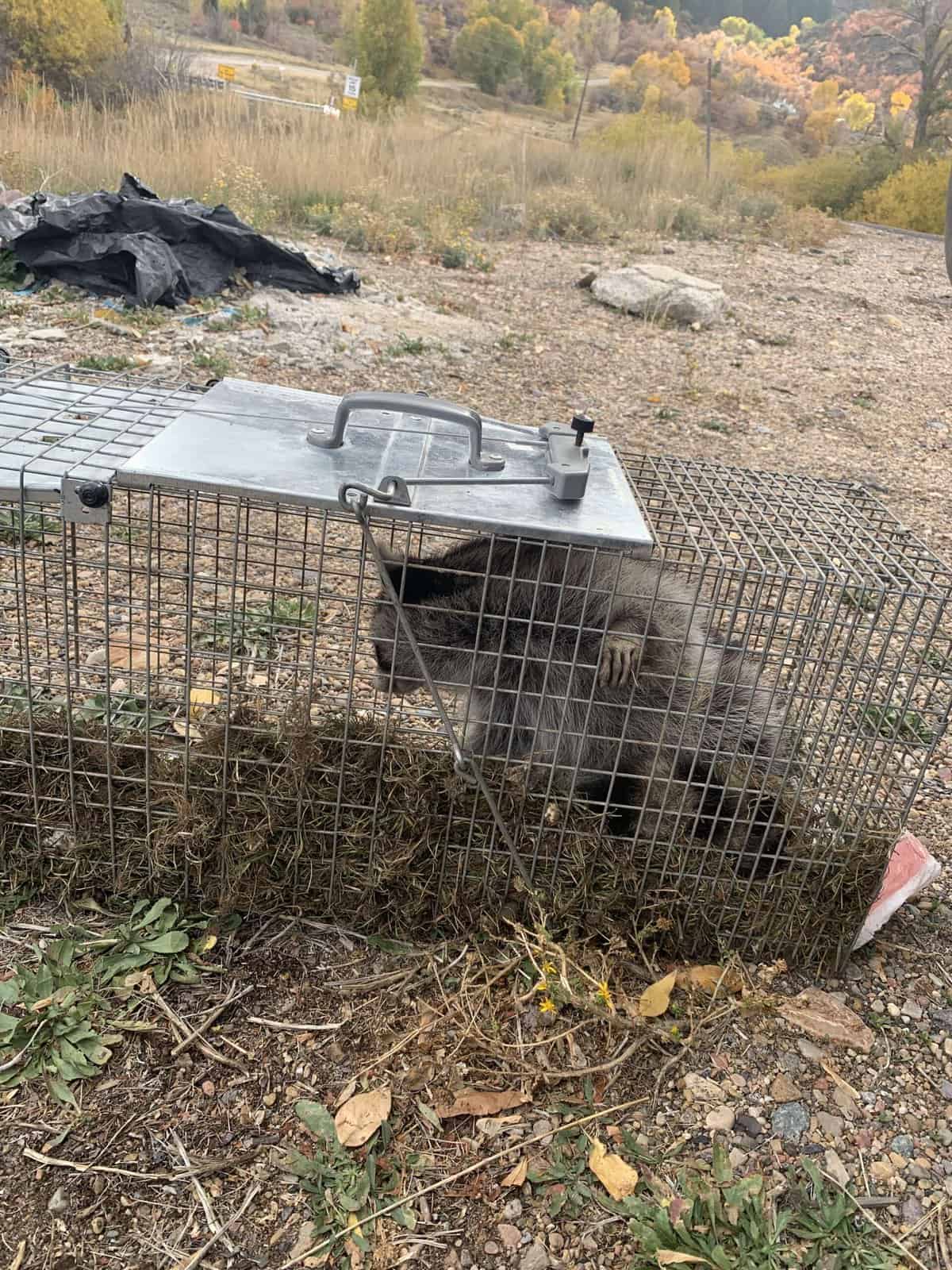 Humane Raccoon Removal
