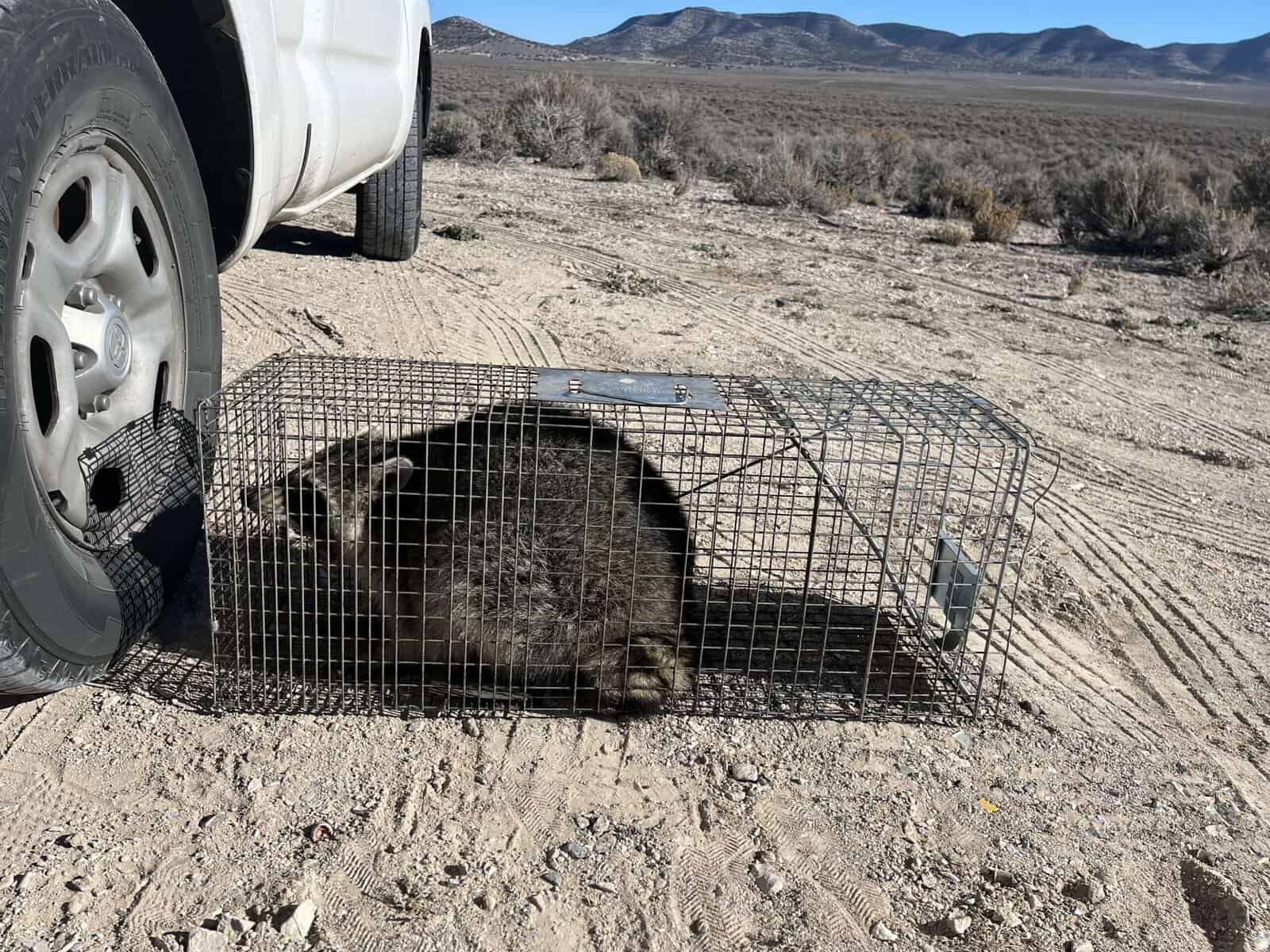 Raccoon Removal Techniques