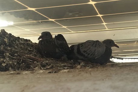 Solar panels with pigeons