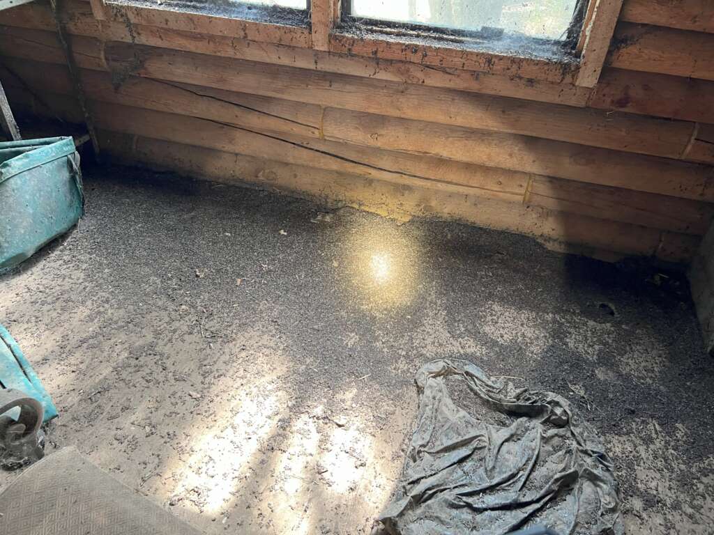 Austin bat guano removal process