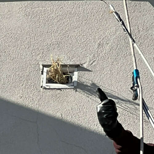 Birds nesting in dryer vent