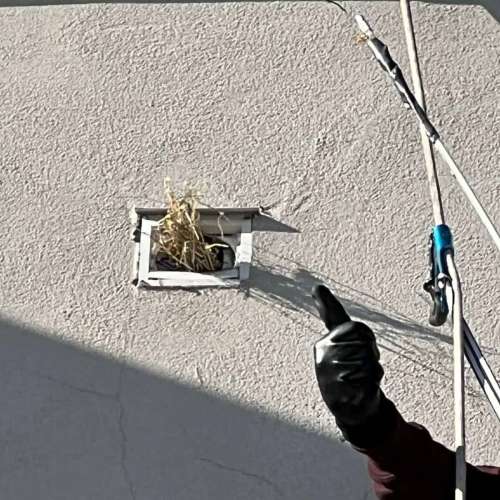 Bird in vent High Rise Bird in vent High Rise