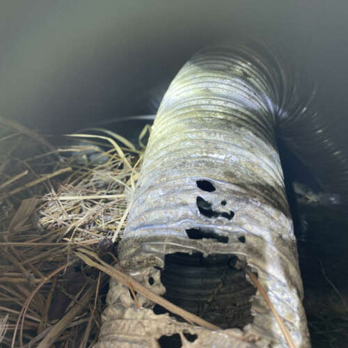 Capped vent to prevent bird re-entry