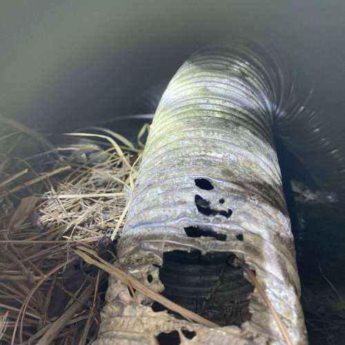 Birds in vents damage Birds in vents damage